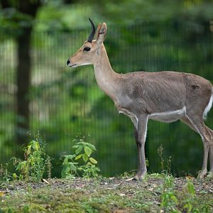 Mountain reedbuck (Redunca fulvorufula)
