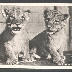 Lion cubs
