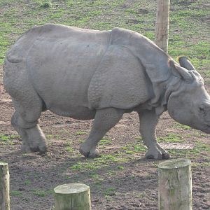 Indian Rhino 29.10.09