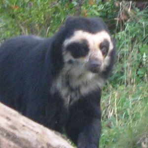 Spectacled bear Franka 29.10.09