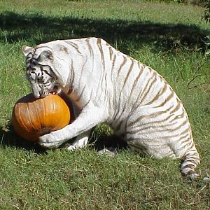 Zabu enjoying pumpkin enrichment!