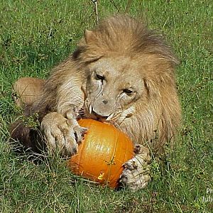 African Lion Halloween!