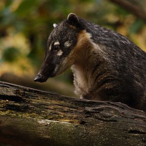 Coati