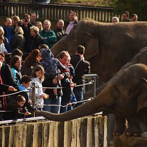 Elephant feeding