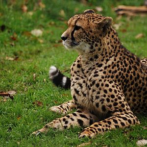 Southafrican cheetah