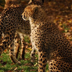 Southafrican cheetah