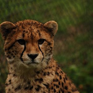Southafrican cheetah