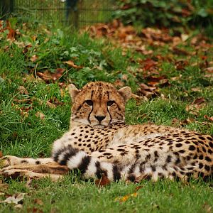 Southafrican cheetah