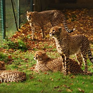 Southafrican cheetah