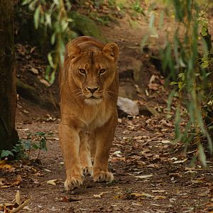 Lioness at muenster
