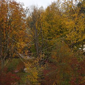 The new capuchin monkey enclosure