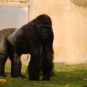 Male gorilla