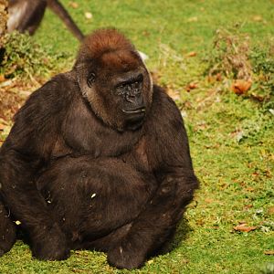 Female gorilla