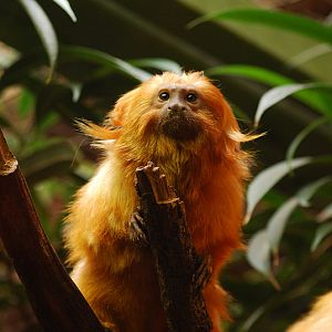 Golden lion tamarin