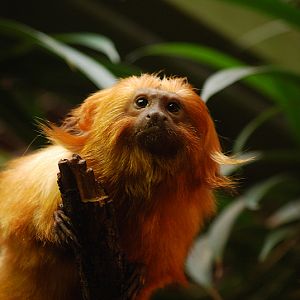 Golden lion tamarin