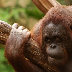 Western bornean orangutan