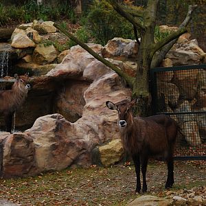 The new stream on the african savannah
