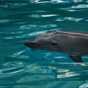 The last tucuxi in captivity