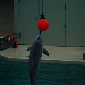 The last tucuxi in captivity