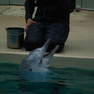 The last tucuxi in captivity