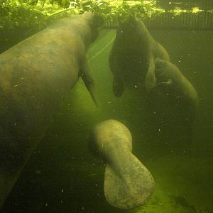 Odense Zoo - Manatees