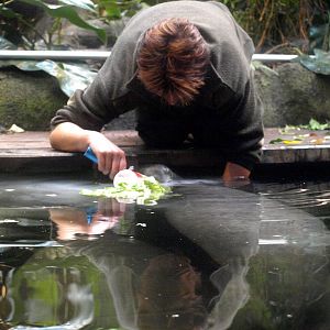 Odense Zoo - Manatee feeding