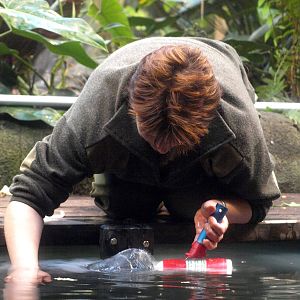 Odense Zoo - Manatee feeding