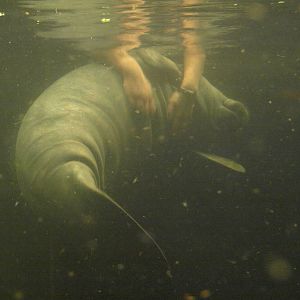 Odense Zoo - Manatee feeding