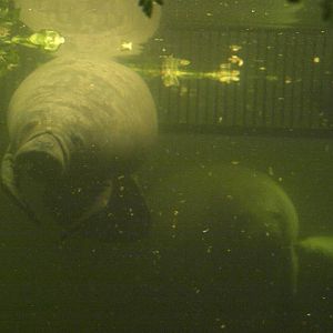 Odense Zoo - Oceanium