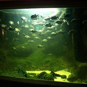 Odense Zoo - Oceanium