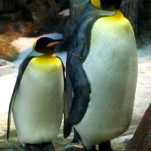 Odense Zoo - King penguins