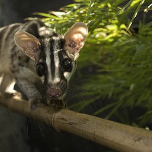 Chrotogale owstoni male, RSCC, Kent