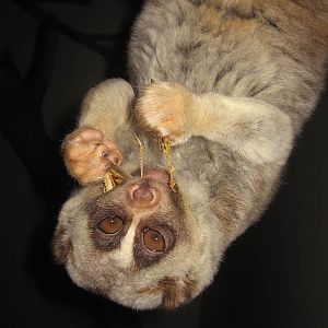 Nycticebus coucang, RSCC, Kent