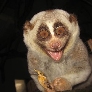 Nycticebus coucang, RSCC, Kent