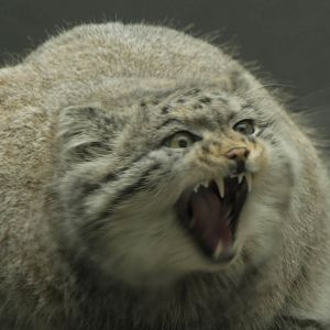 Otocolobus manul, RSCC, Kent