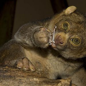 Perodicticus potto, RSCC, Kent