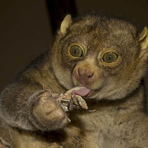 Perodicticus potto, RSCC, Kent