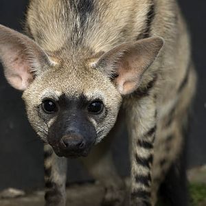 Proteles cristatus female, RSCC, Kent