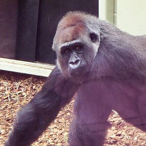 Gorilla at London zoo.