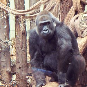 Gorilla at London zoo.