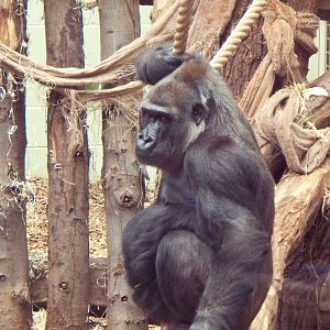 Gorilla at London zoo.