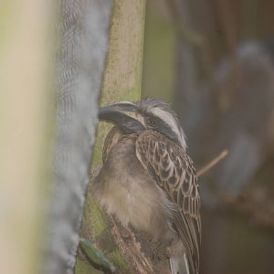 Grey Tockus Hornbill