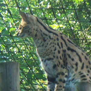 Serval at london zoo