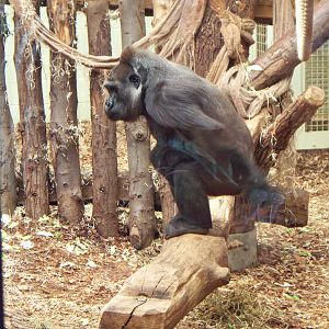 Gorilla at London zoo