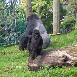 Gorillas at Bristol zoo