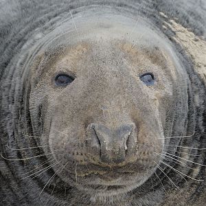 Old Atlantic grey seal bull