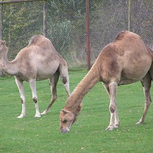 Dromedary Camels