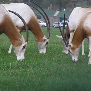 Scimitar-Horned Oryx