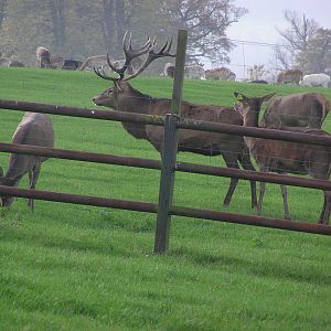Red Deer