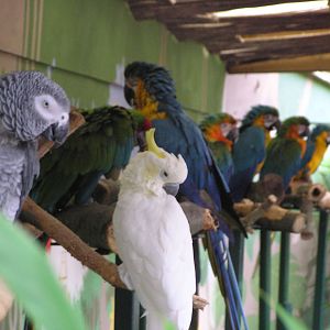 Parrot Line-Up